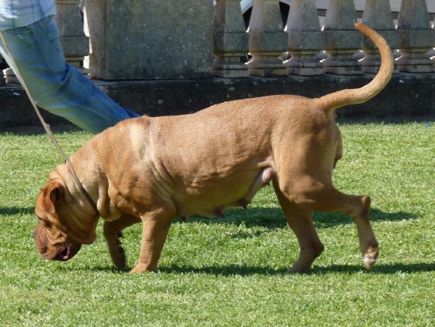 Dogue de Bordéus