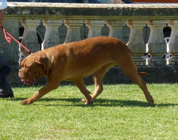 Dogue de Bordéus