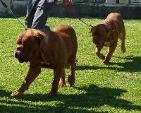 Criadores de cães Dogue de Bordéus