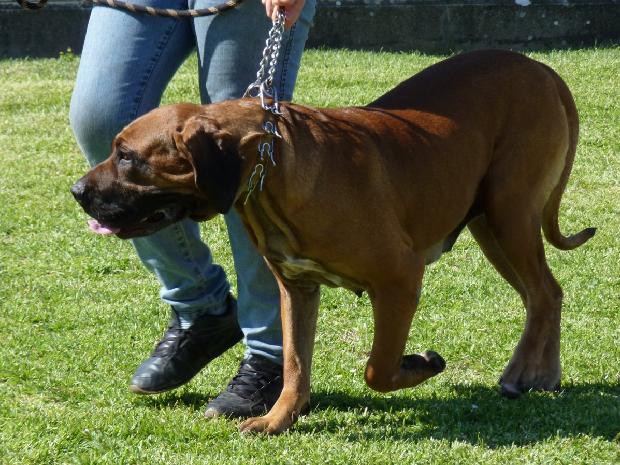 Fila Brasileiro