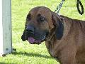 Fila Brasileiro