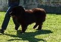 Cão da Terra Nova