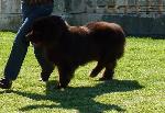 Cão da Terra Nova