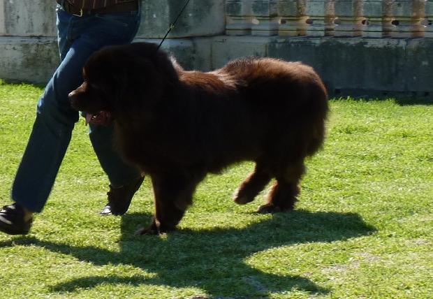 Cão da Terra Nova