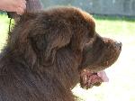 Cães