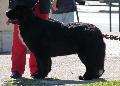 Cão da Terra Nova