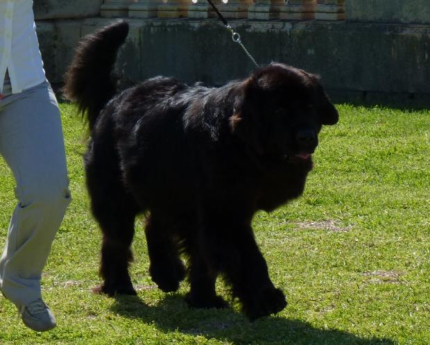 Cão da Terra Nova