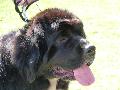 Cão da Terra Nova