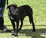 Cães