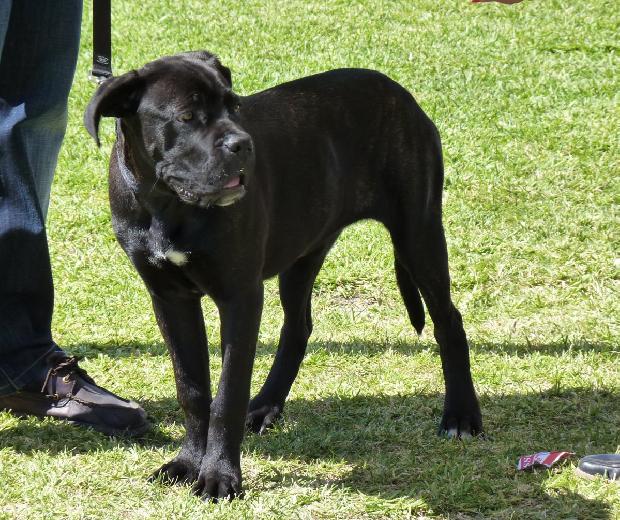 Cane Corso Italiano