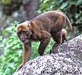 Macaca munzala