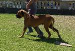 Cães