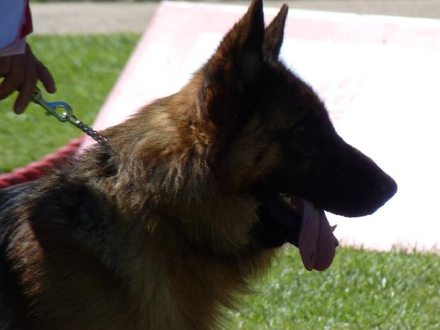 Cão de Pastor Alemão