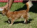 Chihuahua de Pêlo Comprido
