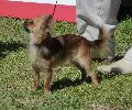 Chihuahua de Pêlo Comprido