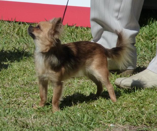 Chihuahua de Pêlo Comprido