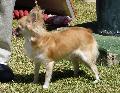 Chihuahua de Pêlo Comprido