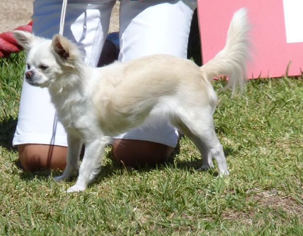 Chihuahua de Pêlo Comprido