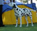 Cão da Dalmácia