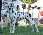 Cães