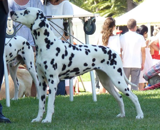 Cão da Dalmácia