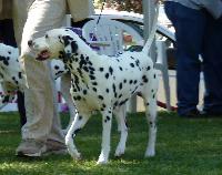 Criadores de cães da Dalmácia
