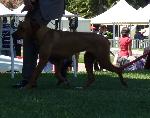 Cães