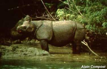 Rinoceronte de Java