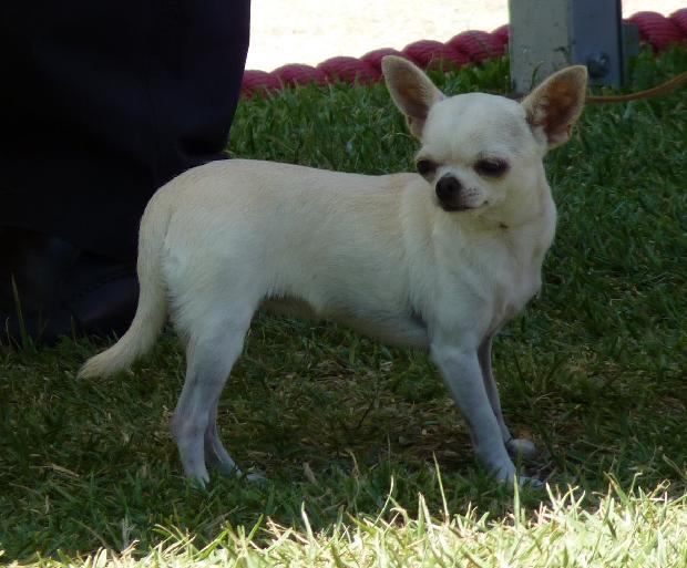 Chihuahua de Pêlo Curto