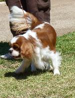 Cães
