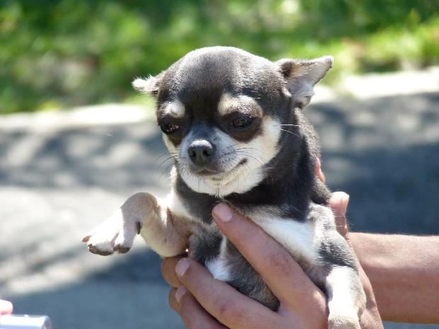 Chihuahua de Pêlo Curto