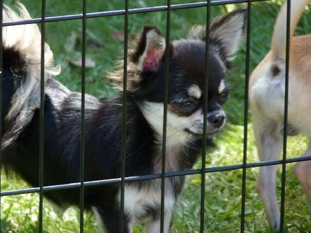 Chihuahua de Pêlo Comprido