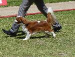 Cães