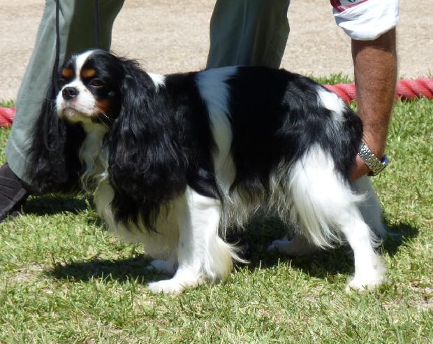 Cavalier King Charles Spaniel