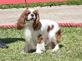 Cavalier King Charles Spaniel