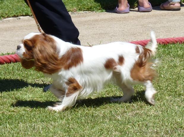 Cavalier King Charles Spaniel