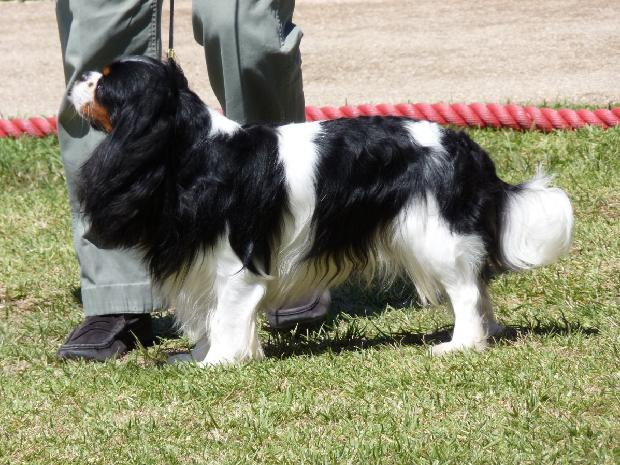 Cavalier King Charles Spaniel