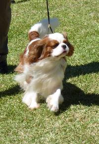 Criadores de cães Cavalier King Charles Spaniel