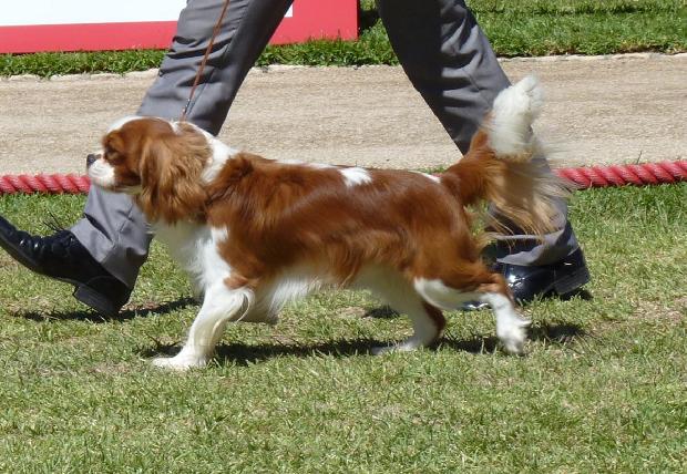 Cavalier King Charles Spaniel