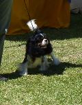 Cavalier King Charles Spaniel