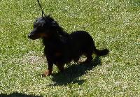 Criadores de cães Baixote