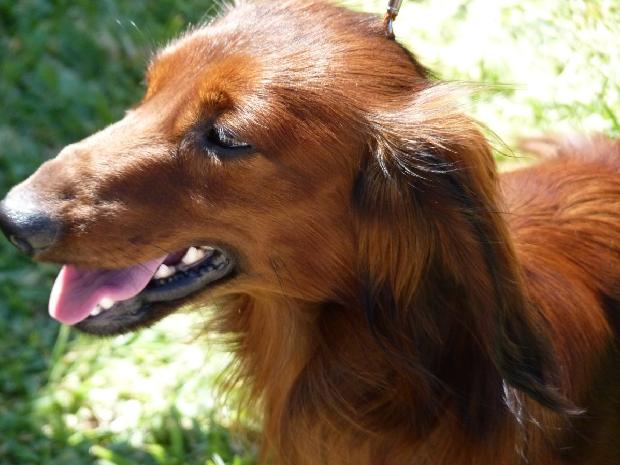 Baixote de Pêlo Comprido