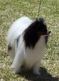 Epagneul Anão Continental Papillon