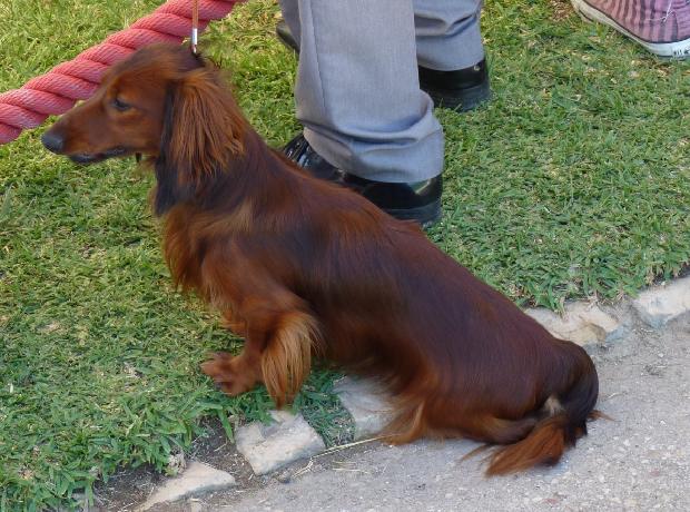Baixote de Pêlo Comprido