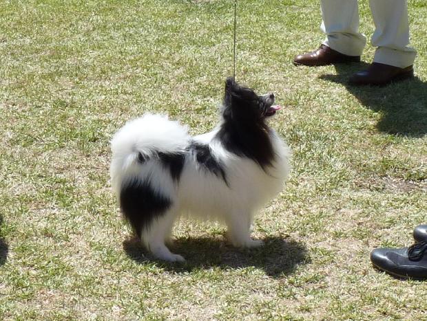 Cavalier King Charles Spaniel