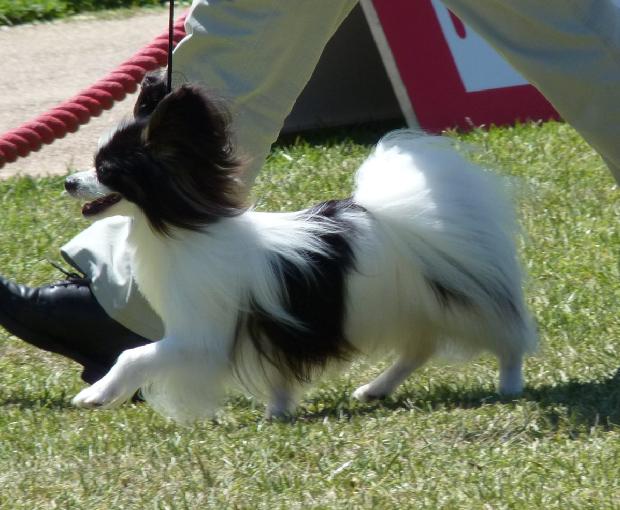 Cavalier King Charles Spaniel