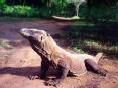 Dragão-de-Komodo <i>(Varanus komodoensis)</i>