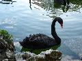 Cisne-negro
