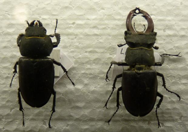 Lucanus cervus
