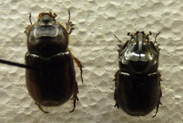 Oryctes nasicornis